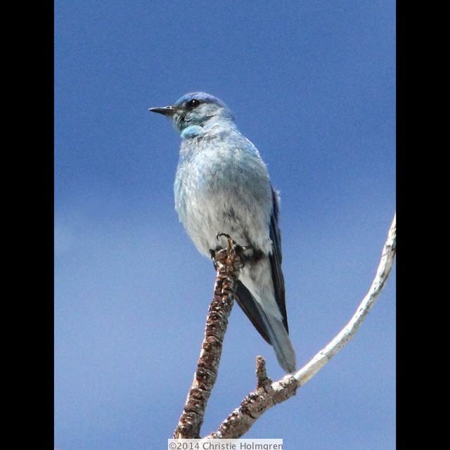 Mountain<br/>Bluebird