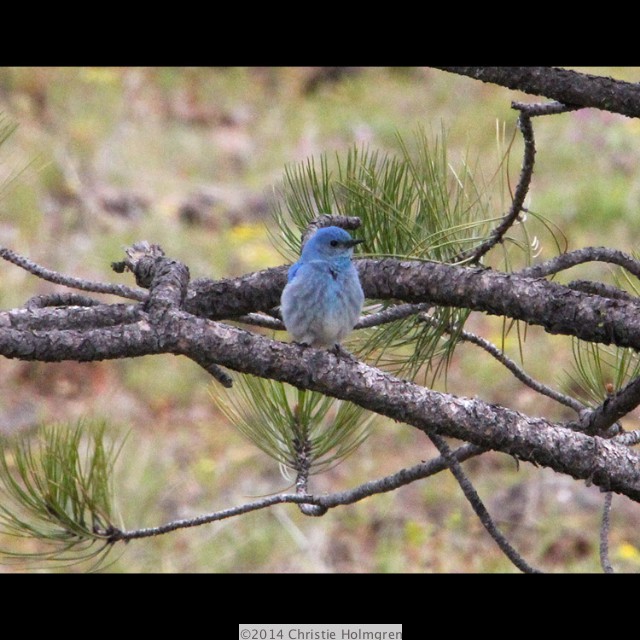 Mountain<br/>Bluebird 2