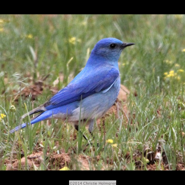 Mountain<br/>Bluebird 3