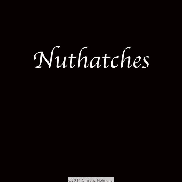 Nuthatches