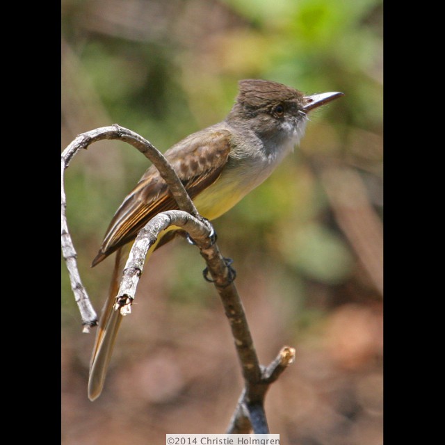 Nuttings<br/>Flycatcher
