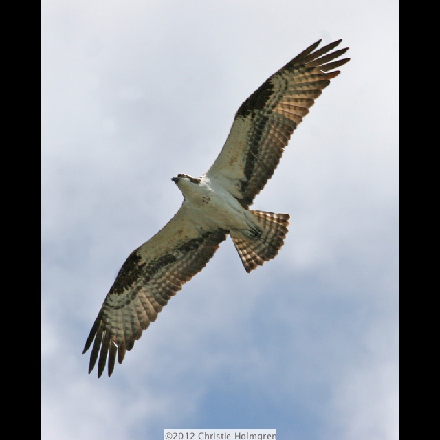 Osprey 1