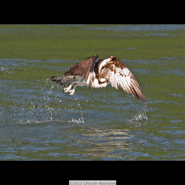 Osprey 2