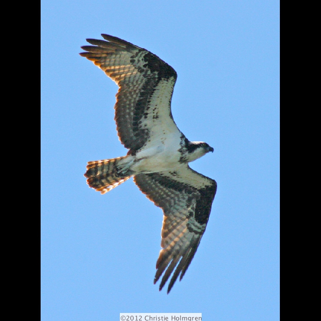 Osprey 3
