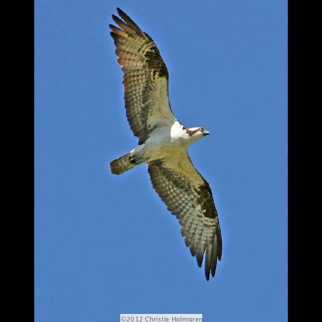 Osprey 4