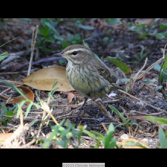 Palm<br/>Warbler