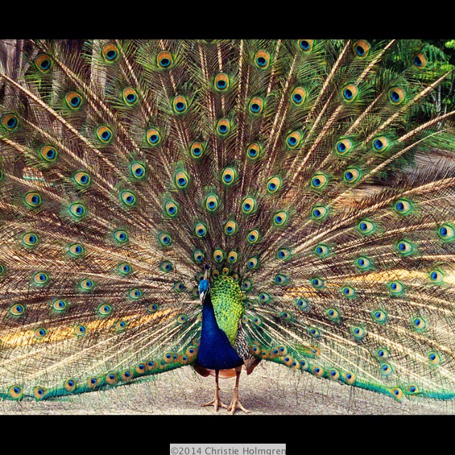 Peacock
