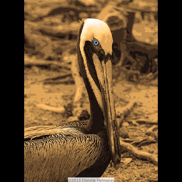 Brown<br/>Pelican<br/>Sepia