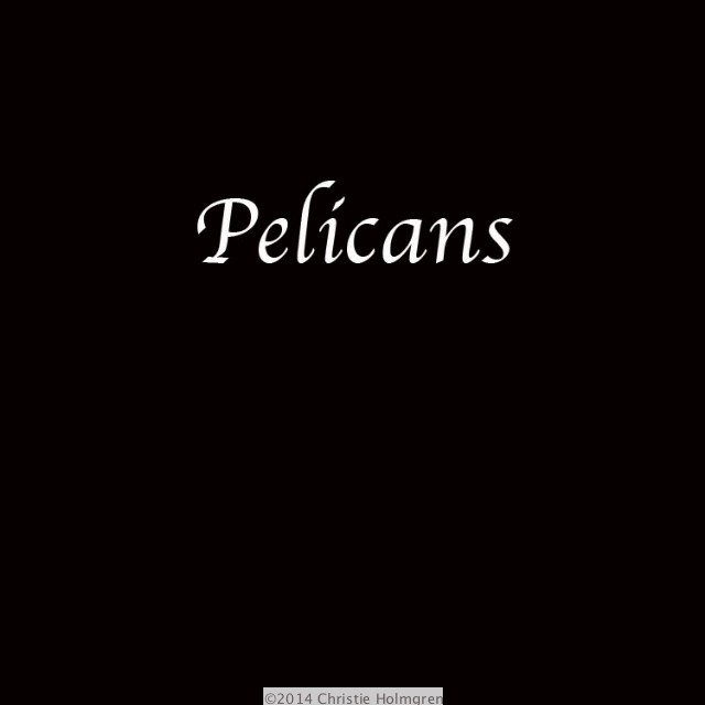 Pelicans