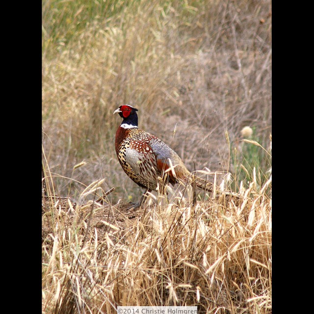 Ring<br/>Necked<br/>Pheasant