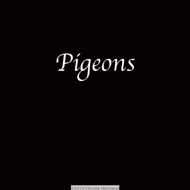 Pigeons