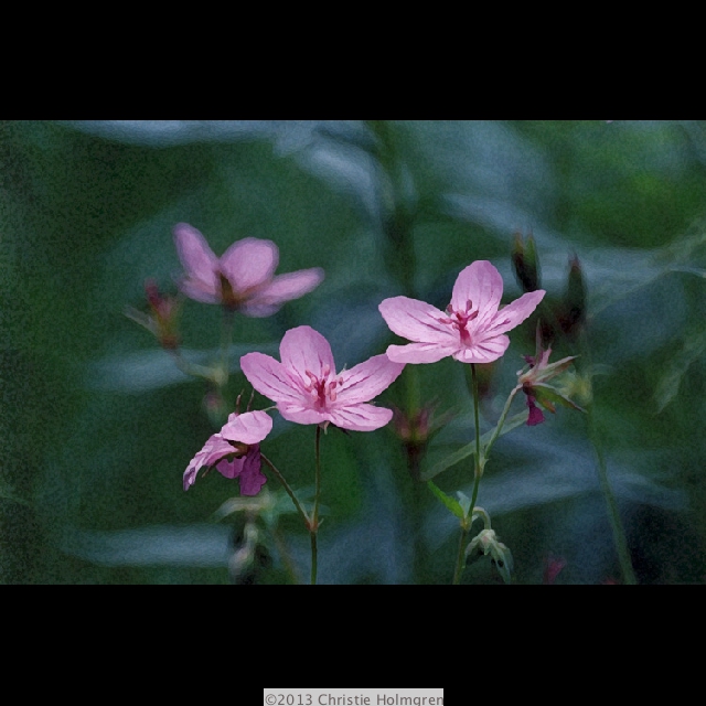 Wild<br/>Geraniums