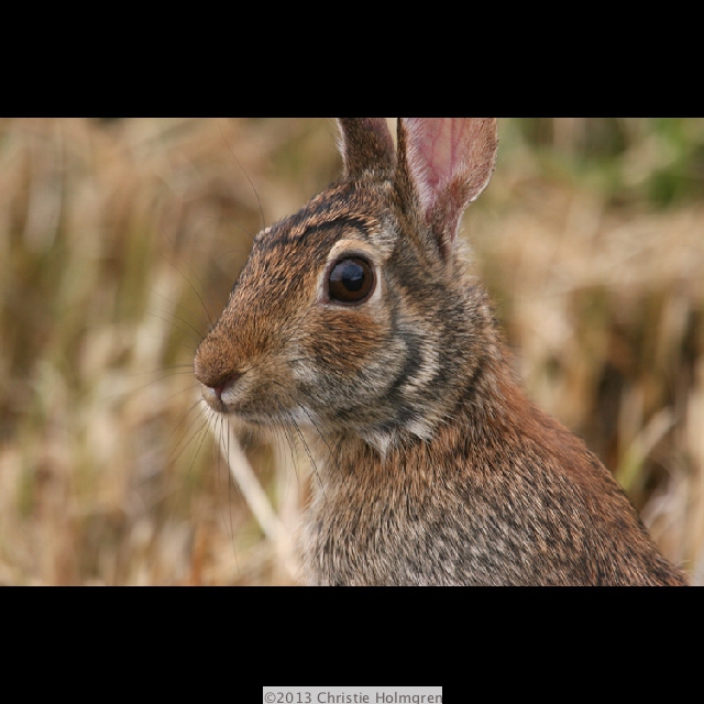 Rabbit 1