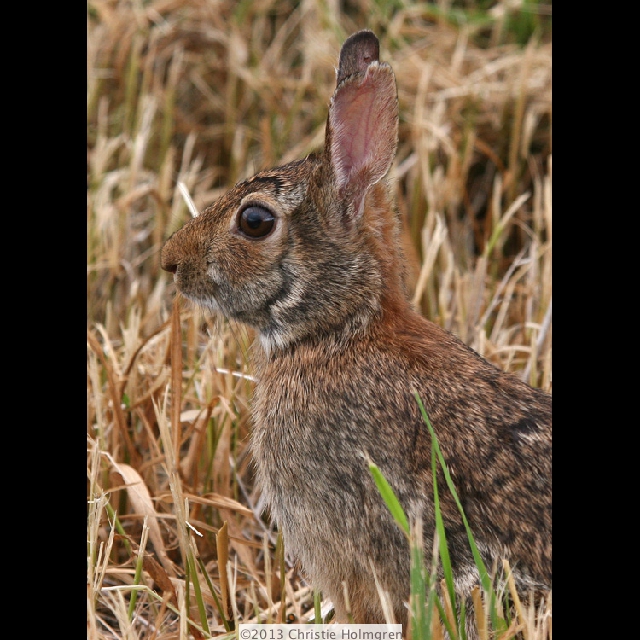 Rabbit 3