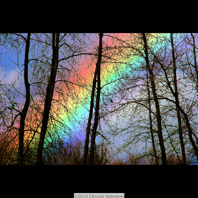 Rainbow<br/>Trees