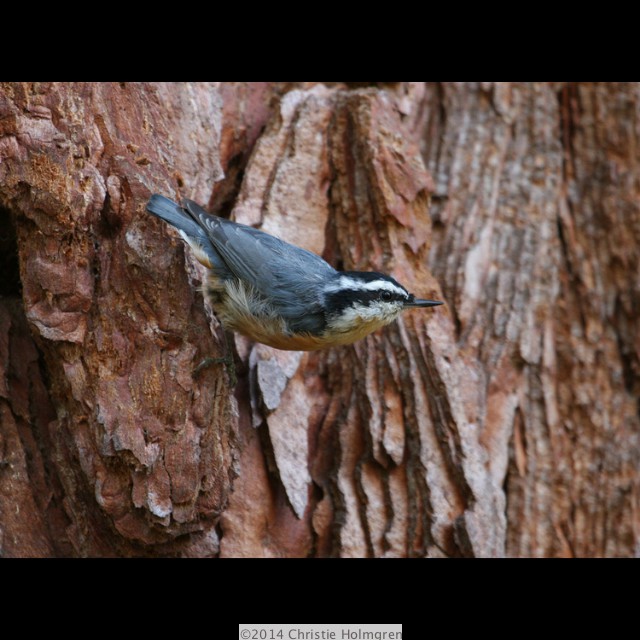 Red<br/>Breasted<br/>Nuthatch