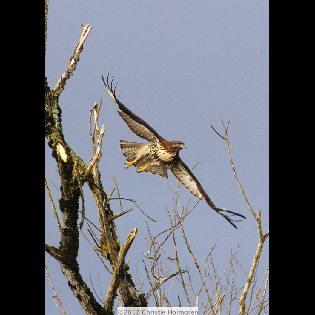 Redtailed<br/>Hawk<br/>Flying