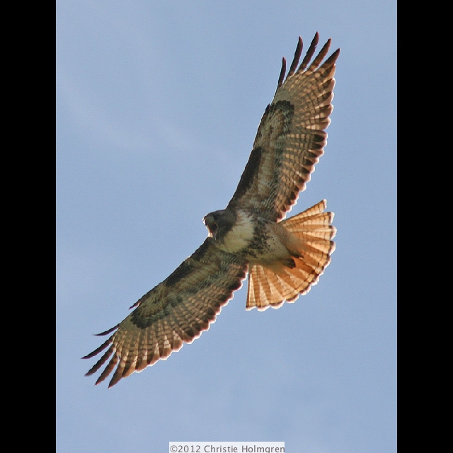 Redtailed<br/>Hawk<br/>Flying 2