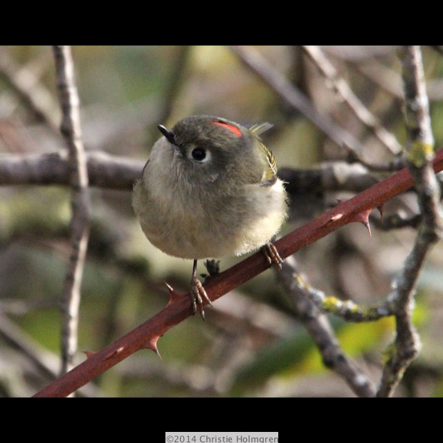 Ruby<br/>Crowned<br/>Kinglet