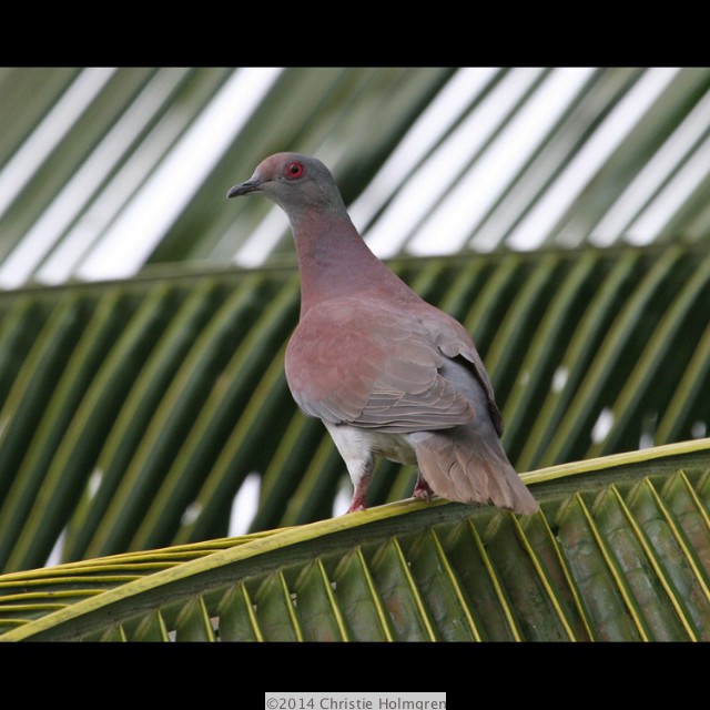 Ruddy<br/>Pigeon