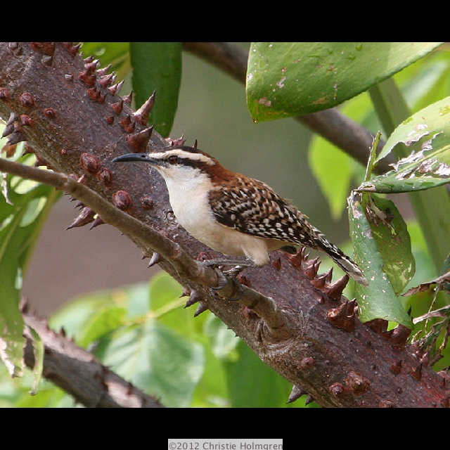 Rufous<br/>Naped<br/>Wren