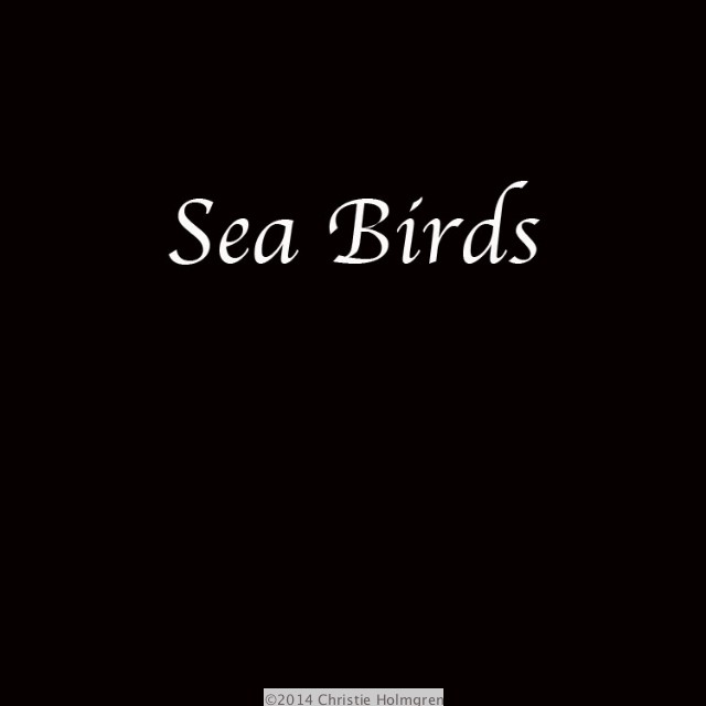 Seabirds