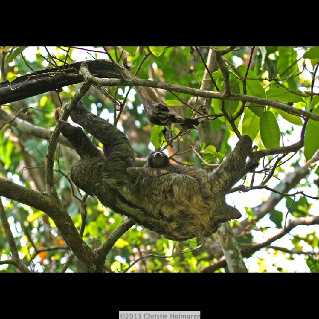 Three-toed<br/>Sloth<br/>& Baby
