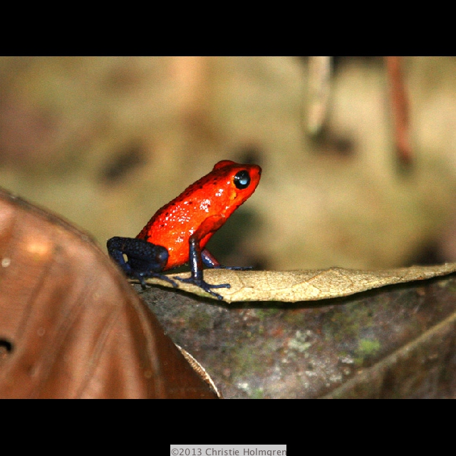 Strawberry<br/>Poison<br/>Dart Frog