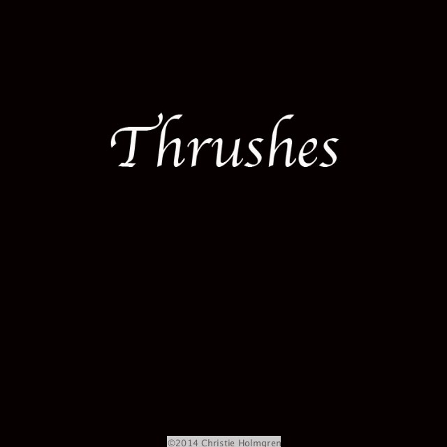 Thrushes