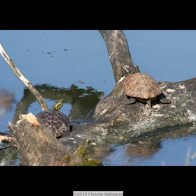 Turtles