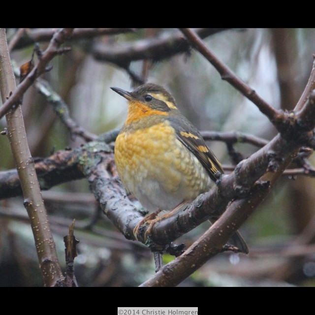 Varied<br/>Thrush 1