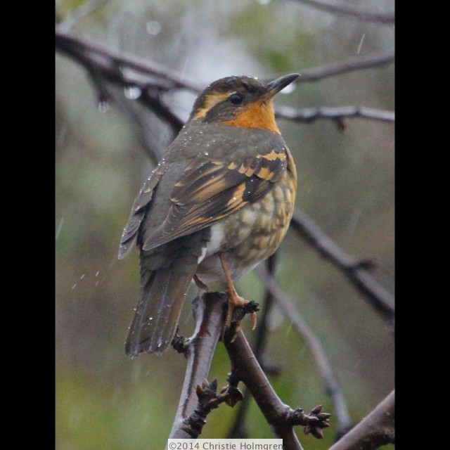 Varied<br/>Thrush 2