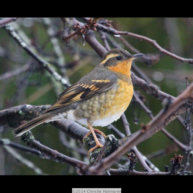 Varied<br/>Thrush 3