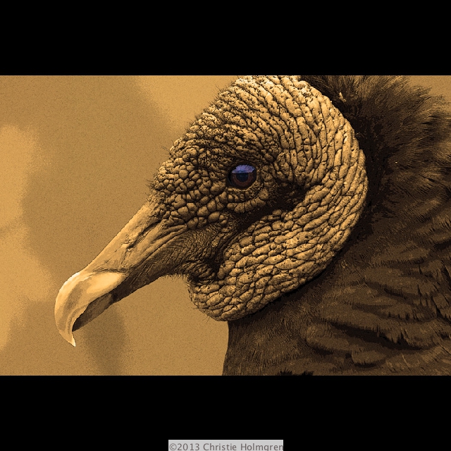 Black<br/>Vulture<br/>Sepia