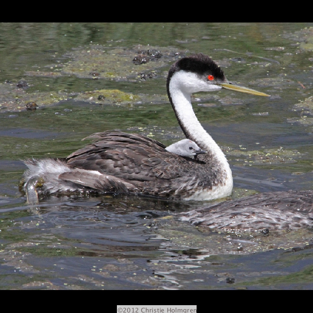 Western<br/>Grebe 1