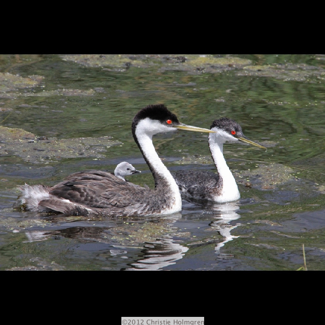 Western<br/>Grebes 2