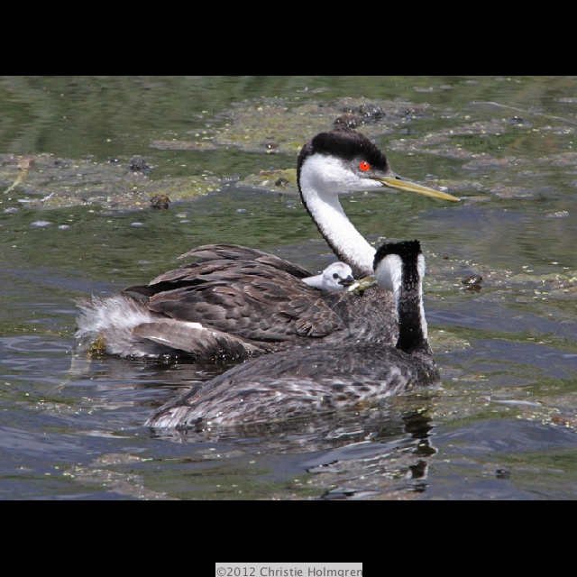Western<br/>Grebes 3