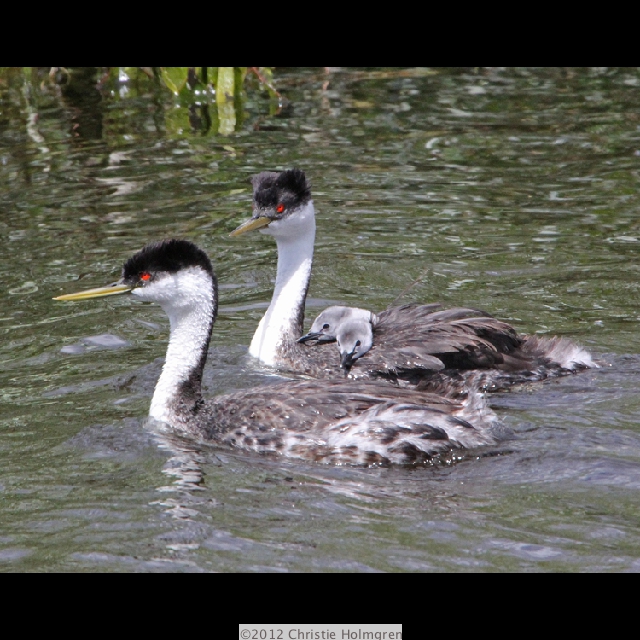 Western<br/>Grebes 4