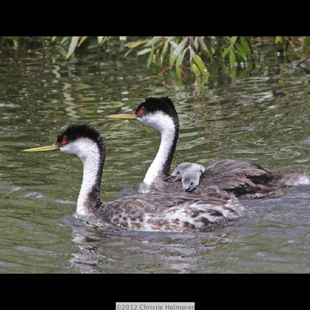 Western<br/>Grebes 5