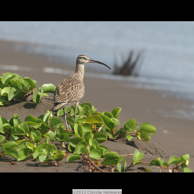 Whimbrel