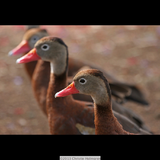 Whistling<br/>Ducks