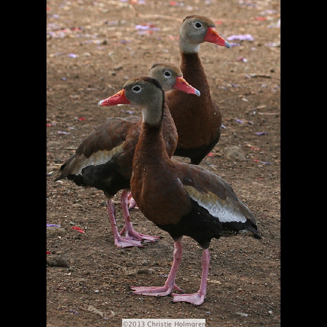 Whistling<br/>Ducks 2