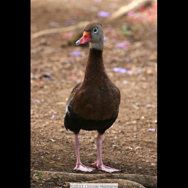 Whistling<br/>Duck