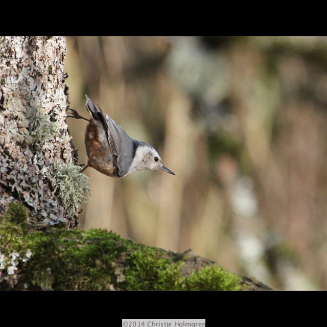 White<br/>Breasted<br/>Nuthatch