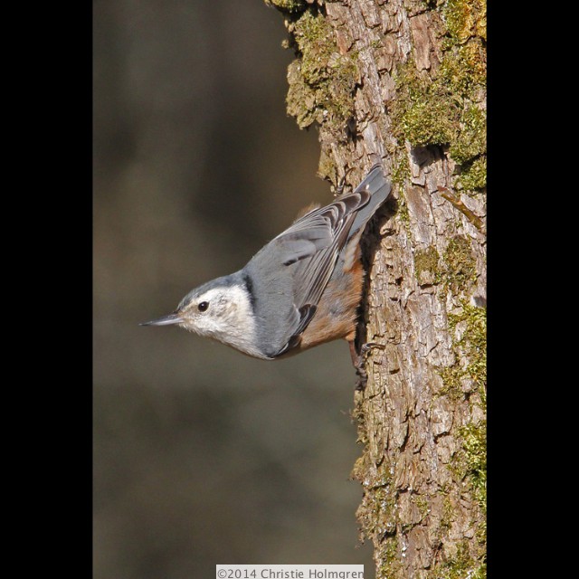 White<br/>Breasted<br/>Nuthatch 2