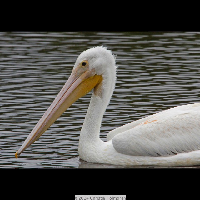 White<br/>Pelican