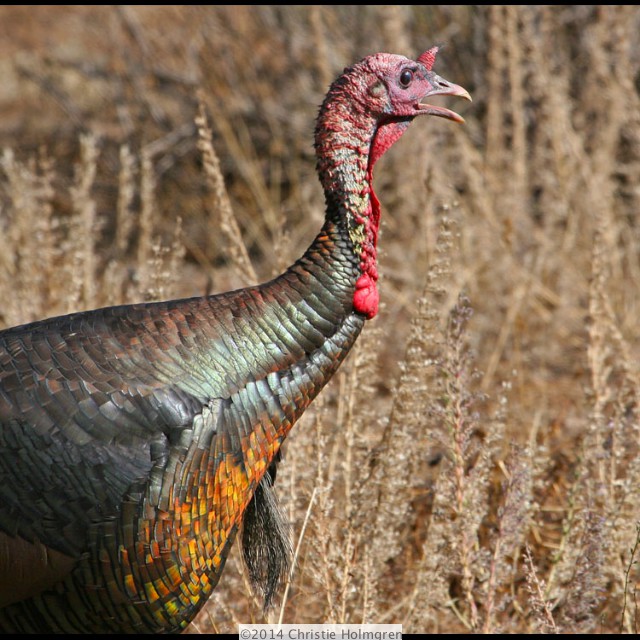 Wild<br/>Turkey
