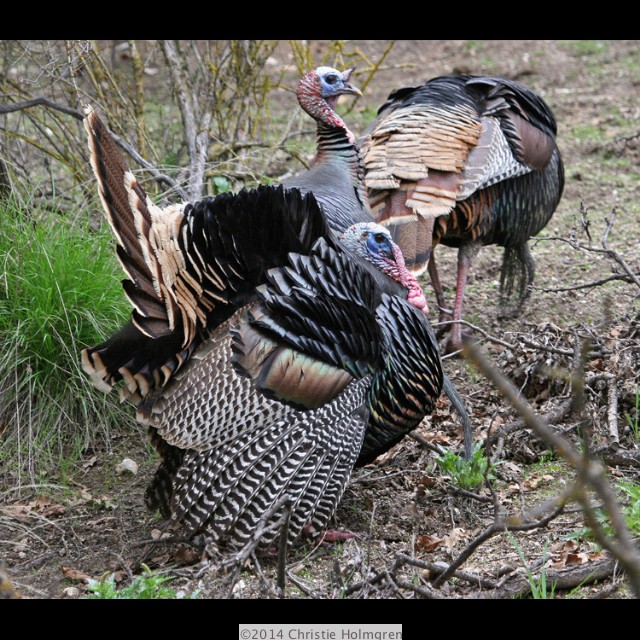 Wild<br/>Turkeys