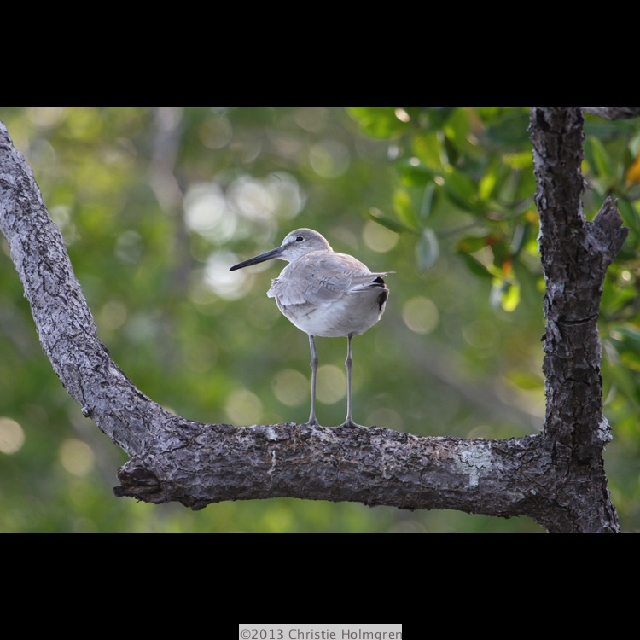 Willet
