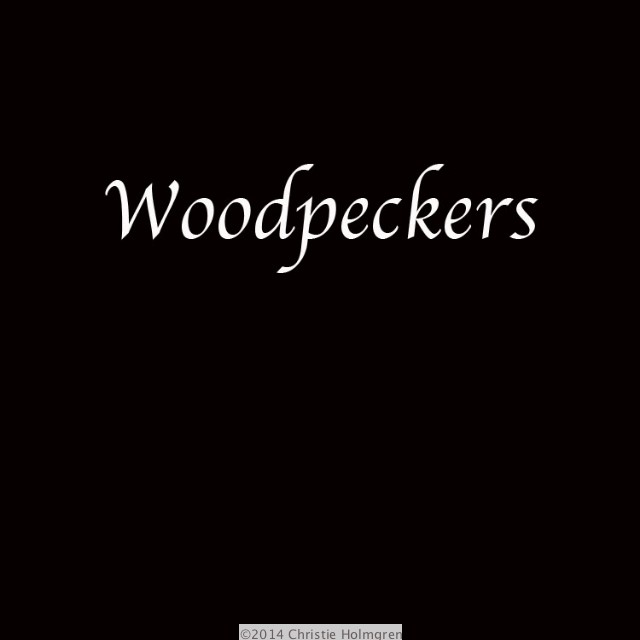 Woodpeckers